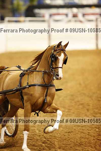 Proof 09usn-10585