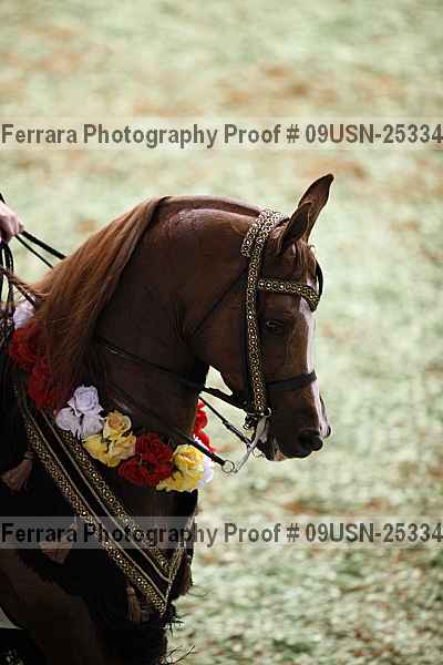 Proof 09usn-25334