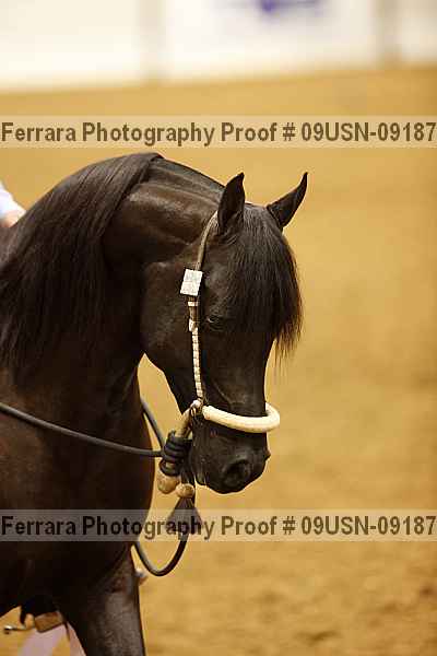 Proof 09usn-09187