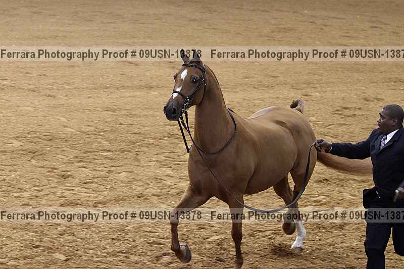 Proof 09usn-13878