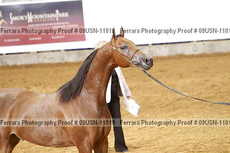 Proof 09usn-11019