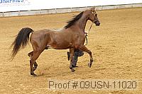 09usn-11020 proof