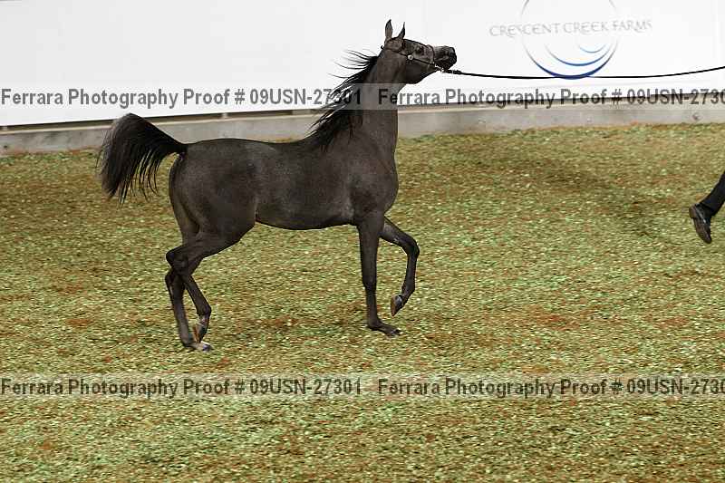 Proof 09usn-27301