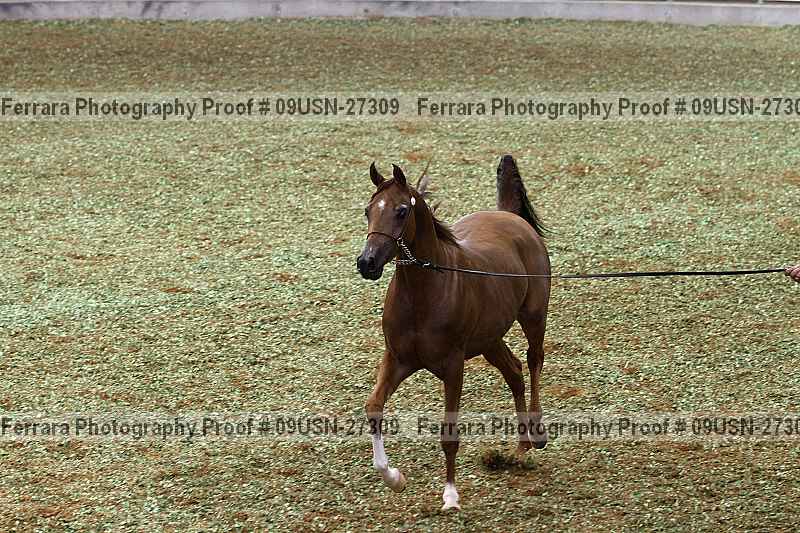 Proof 09usn-27309