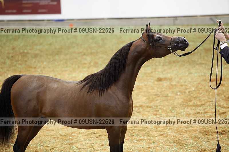 Proof 09usn-22526