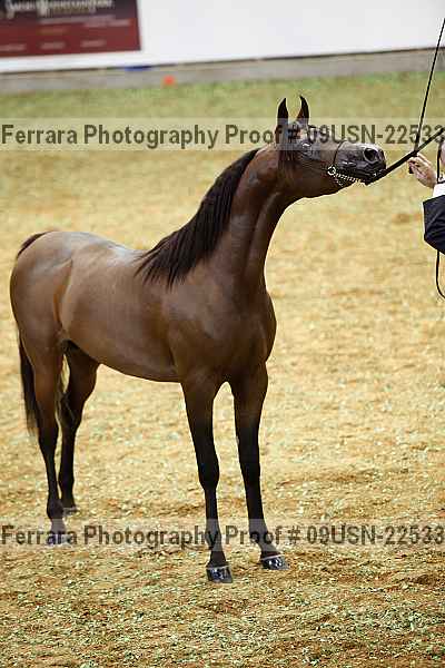 Proof 09usn-22533