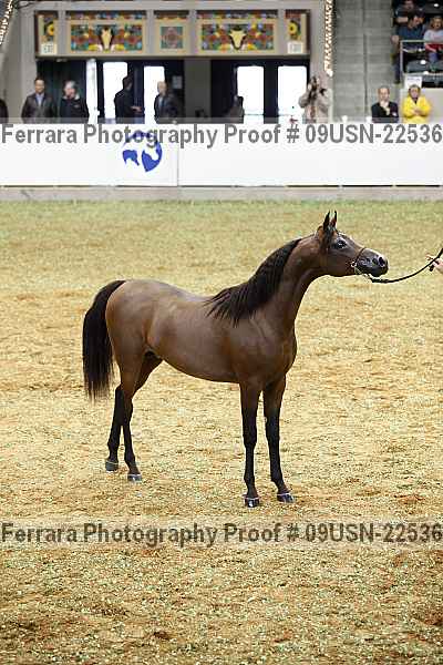 Proof 09usn-22536