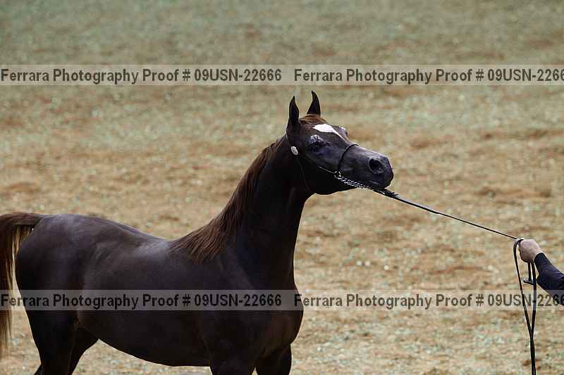 Proof 09usn-22666