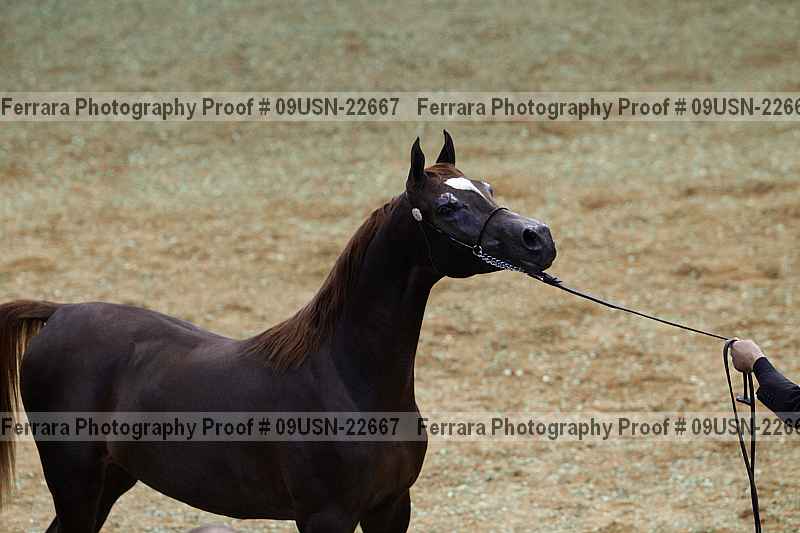 Proof 09usn-22667