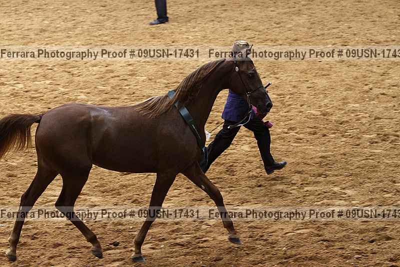 Proof 09usn-17431