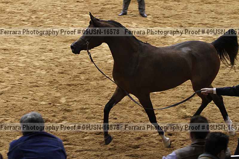 Proof 09usn-16578