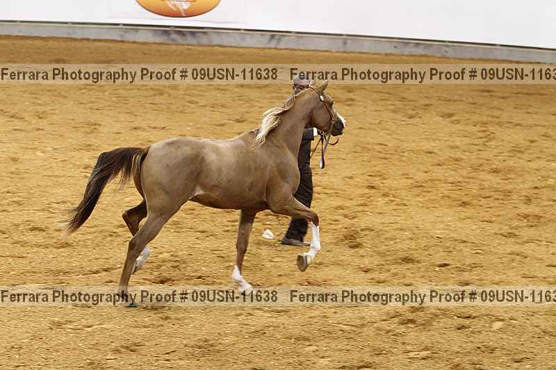 Proof 09usn-11638