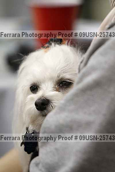 Proof 09usn-25743