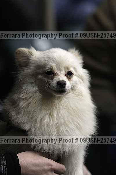 Proof 09usn-25749