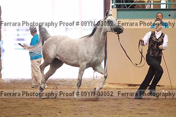 Proof 09yn-03052