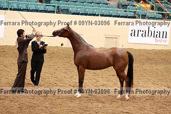 Proof 09yn-03096