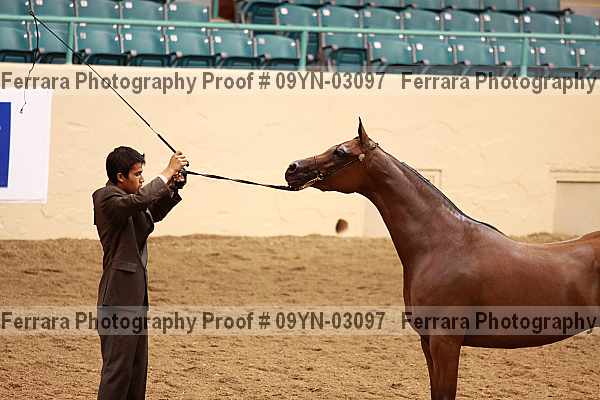 Proof 09yn-03097