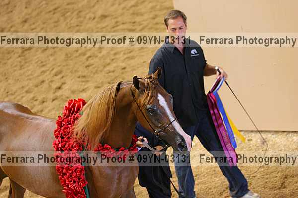 Proof 09yn-03131