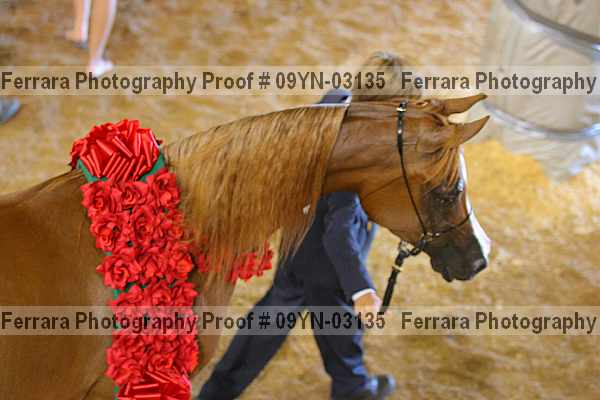 Proof 09yn-03135