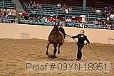 09yn-18951 proof