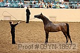 09yn-18972 proof