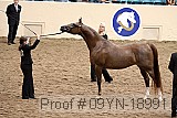 09yn-18991 proof