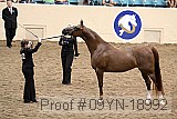 09yn-18992 proof