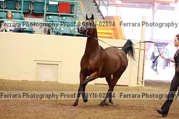 Proof 09yn-02894