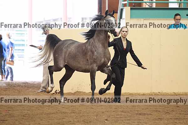 Proof 09yn-02902