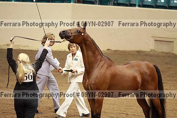 Proof 09yn-02907