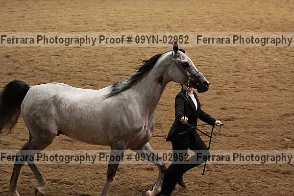 Proof 09yn-02952