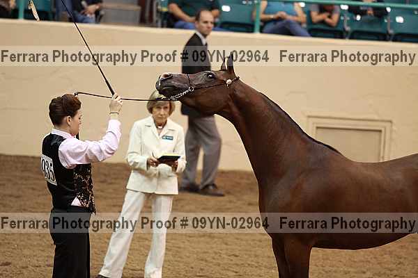 Proof 09yn-02964