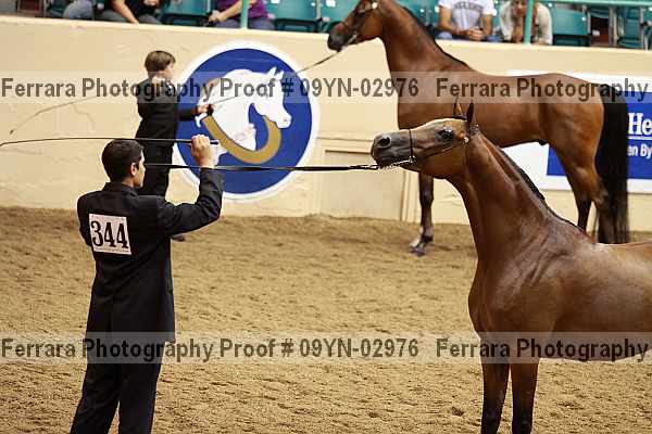 Proof 09yn-02976