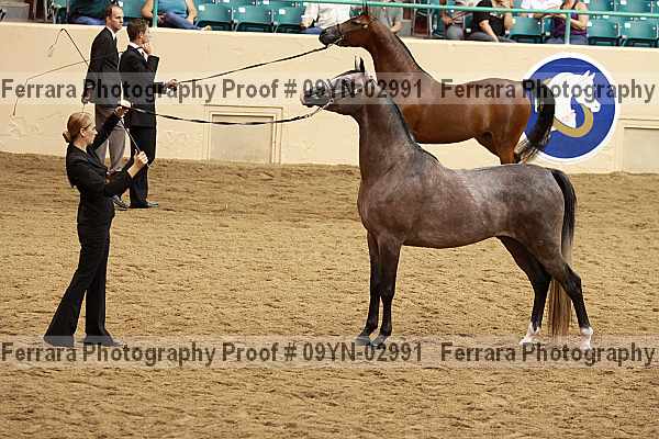Proof 09yn-02991