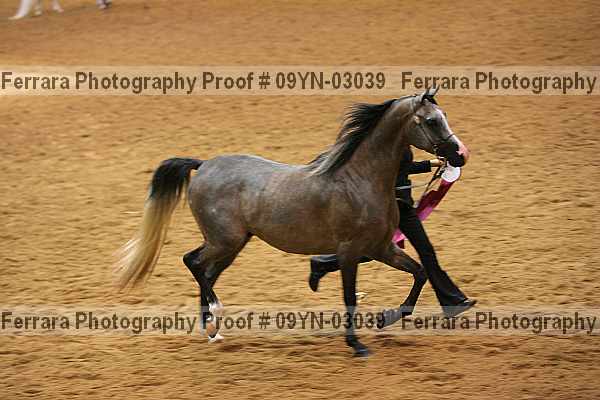 Proof 09yn-03039