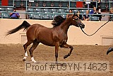 09yn-14629 proof