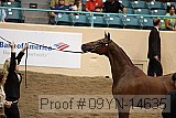 09yn-14635 proof
