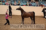 09yn-14662 proof