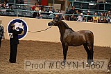 09yn-14667 proof