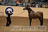 09yn-14668 proof