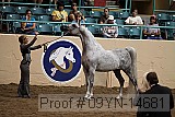 09yn-14681 proof