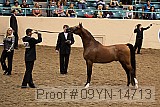 09yn-14713 proof