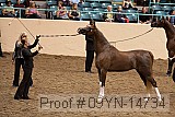 09yn-14734 proof