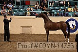 09yn-14736 proof