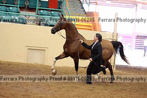 Proof 09yn-06295