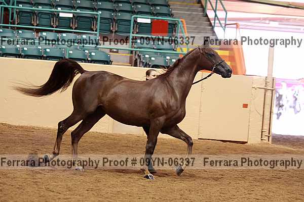 Proof 09yn-06337