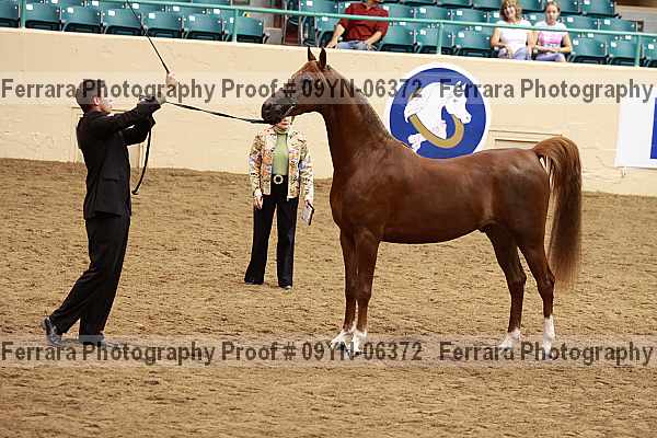 Proof 09yn-06372