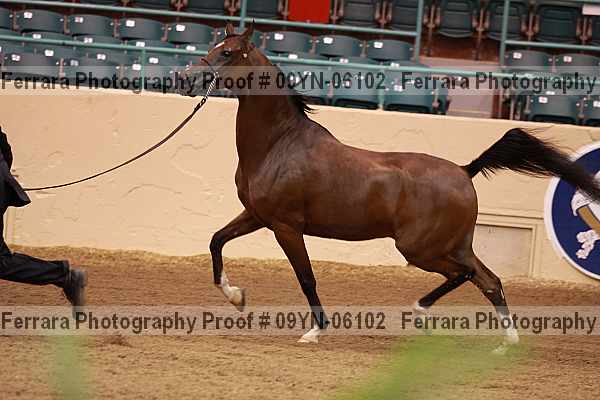 Proof 09yn-06102