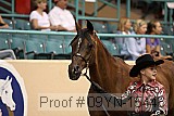 09yn-15446 proof