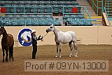 09yn-13000 proof